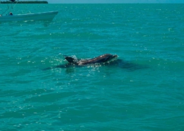 delfines en Sian Ka'an