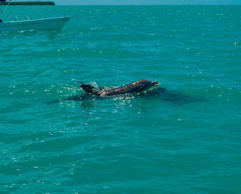 delfines en Sian Ka'an