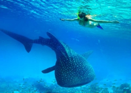 excursión nado con tiburón ballena