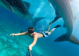 tour para nadar con tiburón ballena