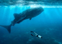 excursión para nadar con tiburón ballena