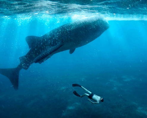 excursión para nadar con tiburón ballena
