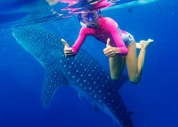 nadar con tiburón ballena en Riviera Maya