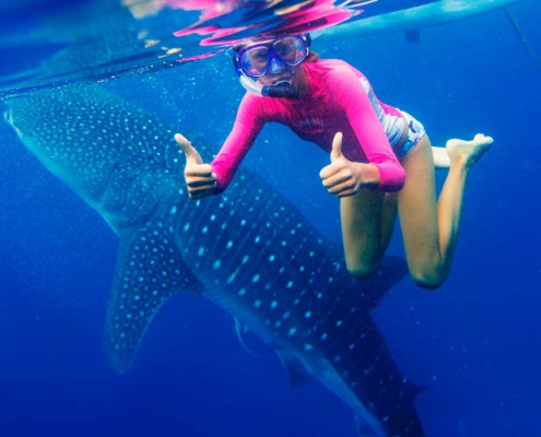 nadar con tiburón ballena en Riviera Maya