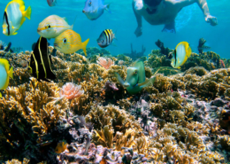 snorkel en la peninsula de Yucatán