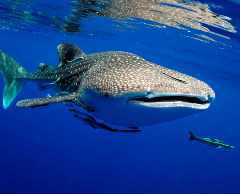 tiburón ballena en Riviera Maya