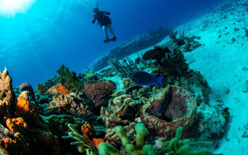 barrera de coral cozumel riviera maya