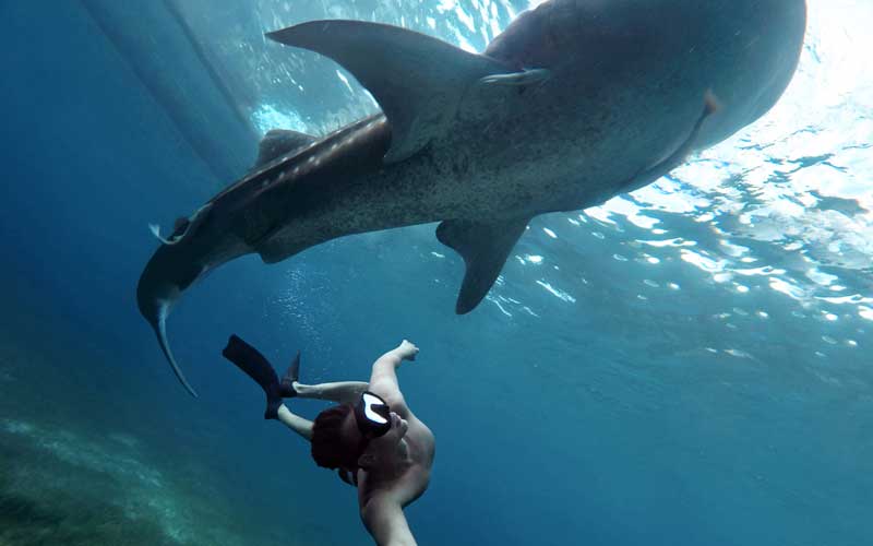 nadar-con-tiburon-ballena