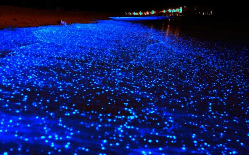 bioluminiscencia-marina