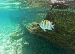 Snorkel barco hundido Isla Muejeres