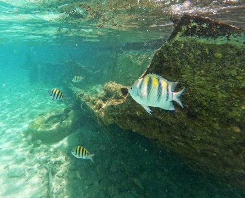 Snorkel barco hundido Isla Muejeres