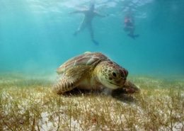 Tortuga comiendo en Akumal