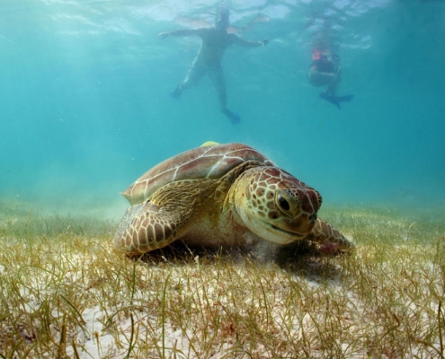 Tortuga comiendo en Akumal