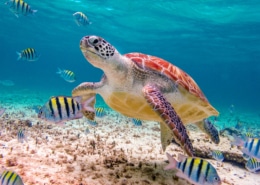 Tortuga nadando con peces en Akumal