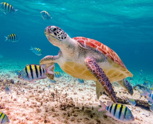 Tortuga nadando con peces en Akumal