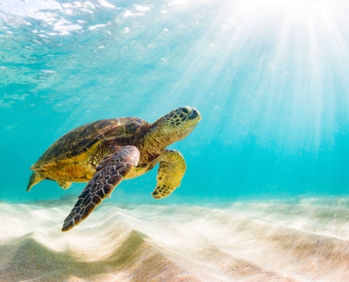 Tortuga nadando en Akumal