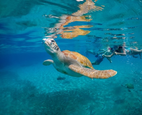 Tortuga nadando en Akumal