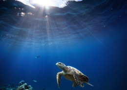 Tortuga nadando en Akumal