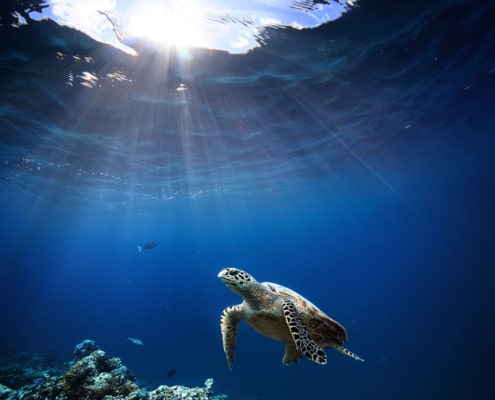 Tortuga nadando en Akumal