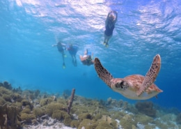 Tortuga nadando con personas en Akumal