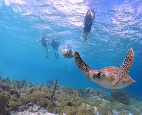 Tortuga nadando con personas en Akumal